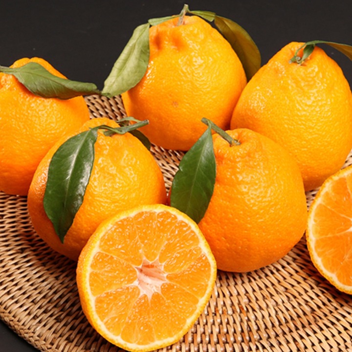 [택배]제주 한라봉 2.5kg/중소과(16과내외)